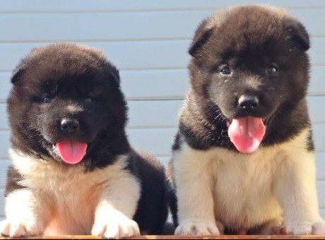 americka akita 01m.jpg